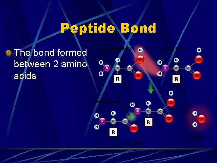 Peptide Bond The bond formed between 2 amino acids Peptide Bond The bond formed between 2 amino acids