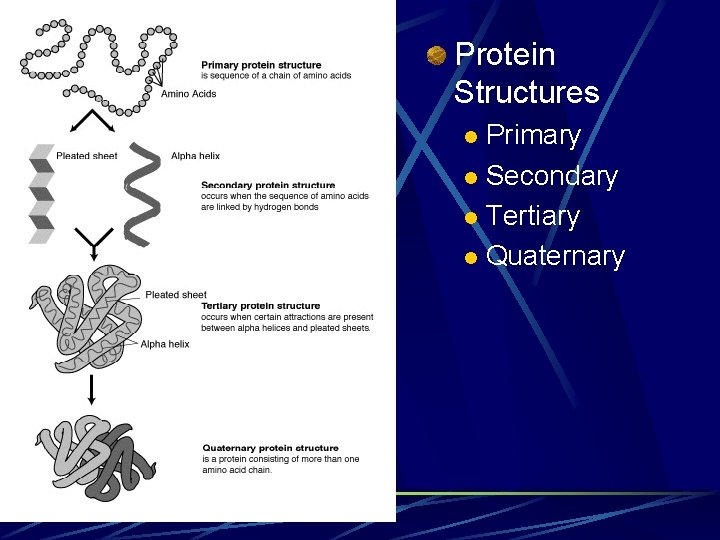 Protein Structures Primary l Secondary l Tertiary l Quaternary l 