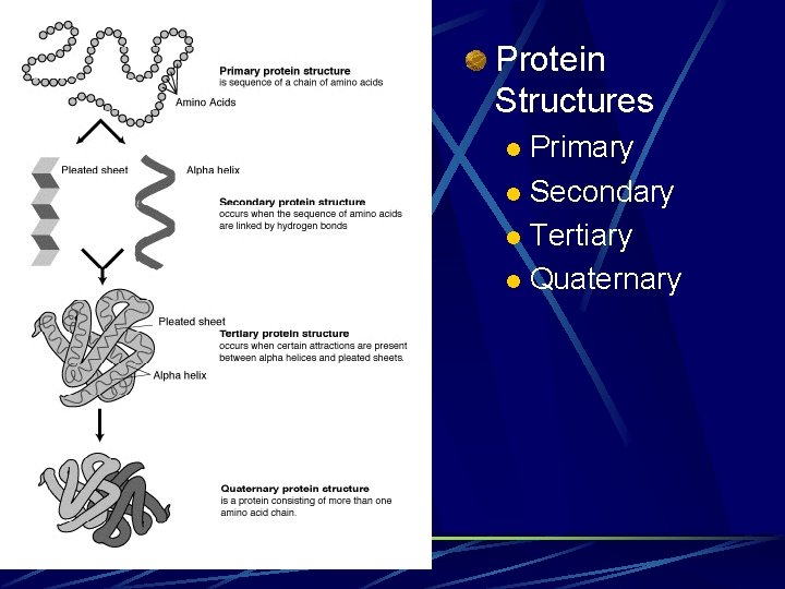 Protein Structures Primary l Secondary l Tertiary l Quaternary l Protein Structures Primary l Secondary l Tertiary l Quaternary l