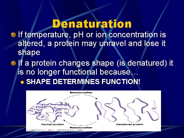 Denaturation If temperature, p. H or ion concentration is altered, a protein may unravel