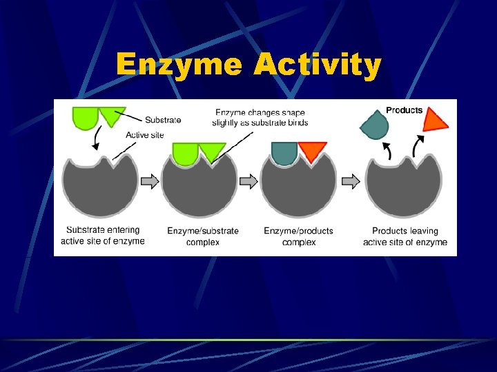 Enzyme Activity Enzyme Activity