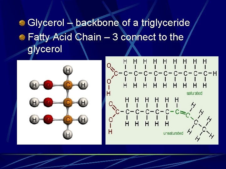 Glycerol – backbone of a triglyceride Fatty Acid Chain – 3 connect to the