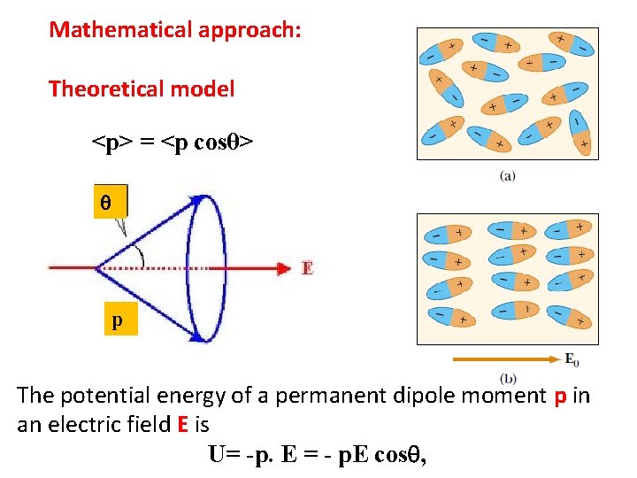 Mathematical approach: Theoretical model <p> = <p cosθ> p The potential energy of a