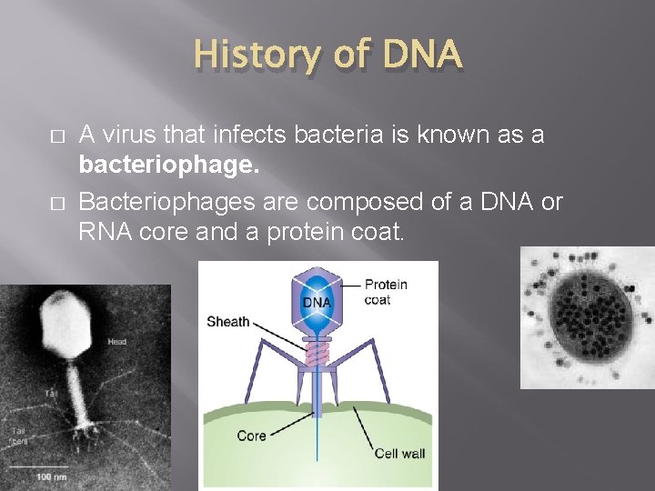 History of DNA � � A virus that infects bacteria is known as a