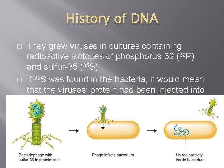 History of DNA � � They grew viruses in cultures containing radioactive isotopes of