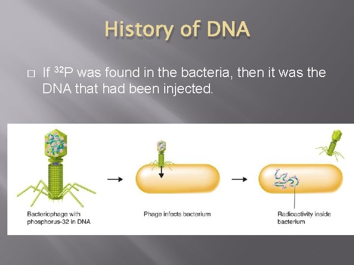 History of DNA � If 32 P was found in the bacteria, then it