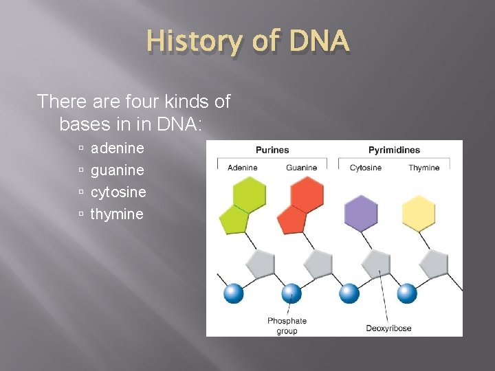 History of DNA There are four kinds of bases in in DNA: adenine guanine