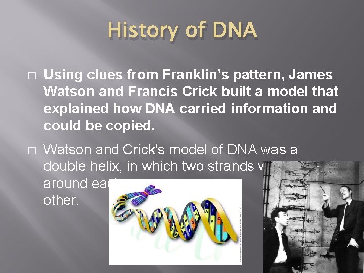 History of DNA � Using clues from Franklin’s pattern, James Watson and Francis Crick