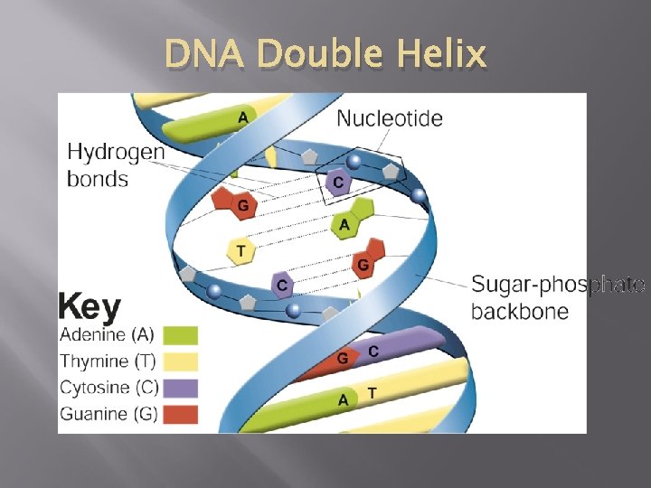 DNA Double Helix 