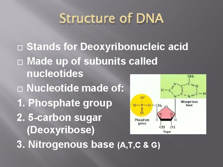 Structure of DNA Stands for Deoxyribonucleic acid � Made up of subunits called nucleotides