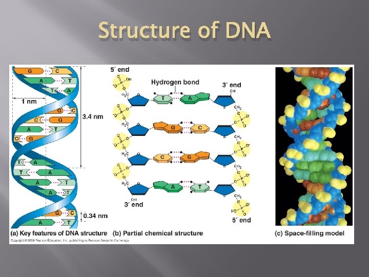 Structure of DNA 