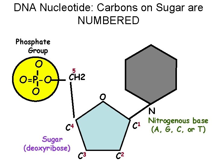 DNA Nucleotide: Carbons on Sugar are NUMBERED Phosphate Group O O=P-O O 5 CH