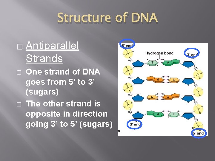 Structure of DNA � � � Antiparallel Strands One strand of DNA goes from