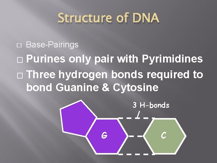 Structure of DNA � Base-Pairings Purines only pair with Pyrimidines � Three hydrogen bonds