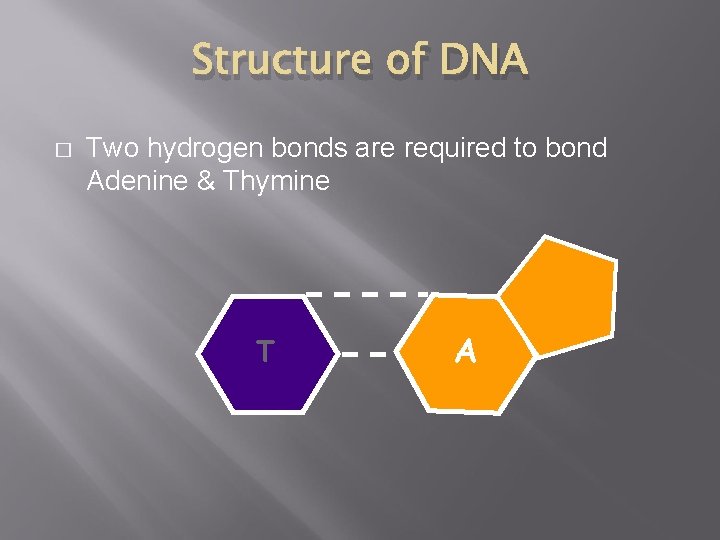 Structure of DNA � Two hydrogen bonds are required to bond Adenine & Thymine