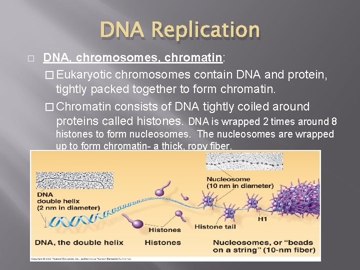 DNA Replication � DNA, chromosomes, chromatin: � Eukaryotic chromosomes contain DNA and protein, tightly