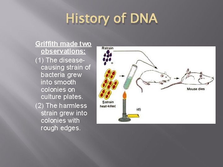 History of DNA Griffith made two observations: (1) The diseasecausing strain of bacteria grew