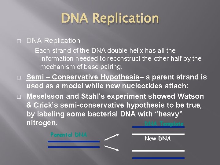 DNA Replication � DNA Replication Each strand of the DNA double helix has all