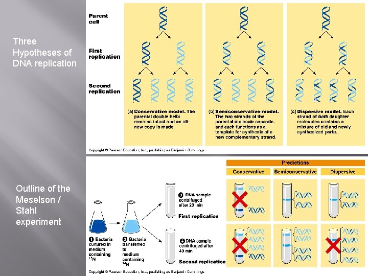 Three Hypotheses of DNA replication Outline of the Meselson / Stahl experiment 