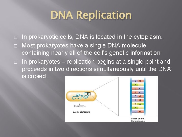 DNA Replication � � � In prokaryotic cells, DNA is located in the cytoplasm.
