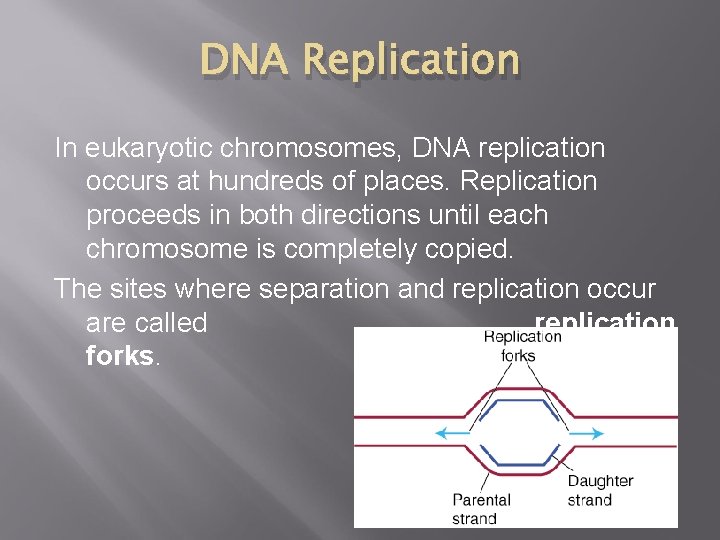 DNA Replication In eukaryotic chromosomes, DNA replication occurs at hundreds of places. Replication proceeds