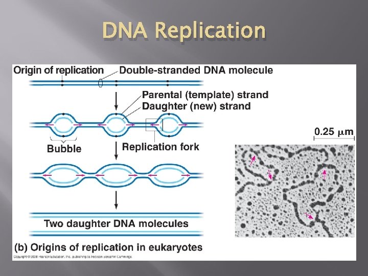 DNA Replication 