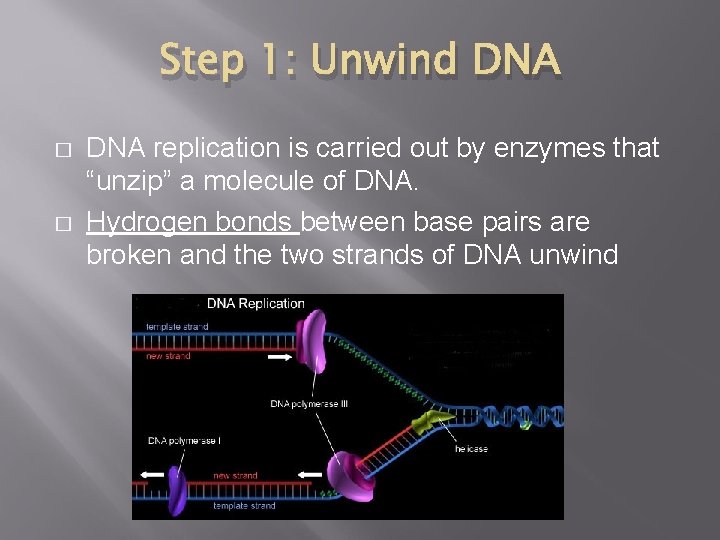 Step 1: Unwind DNA � � DNA replication is carried out by enzymes that