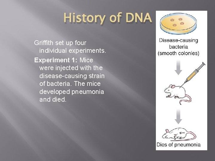 History of DNA Griffith set up four individual experiments. Experiment 1: Mice were injected