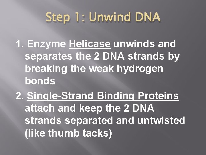 Step 1: Unwind DNA 1. Enzyme Helicase unwinds and separates the 2 DNA strands