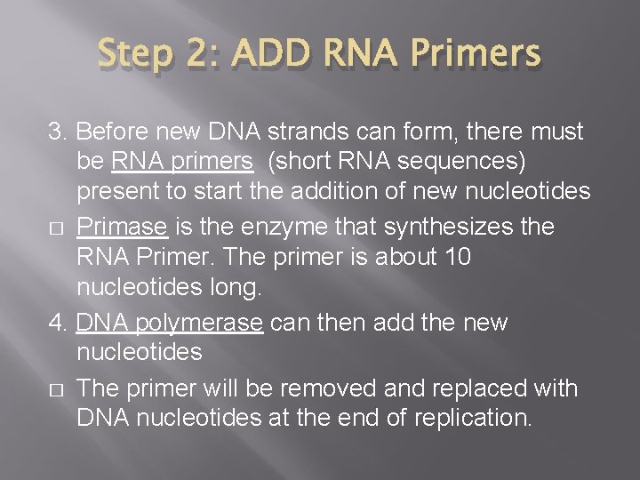 Step 2: ADD RNA Primers 3. Before new DNA strands can form, there must