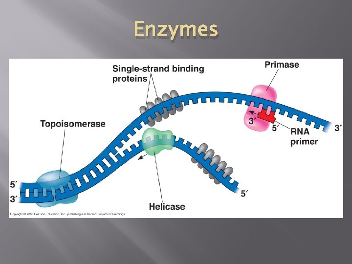 Enzymes 