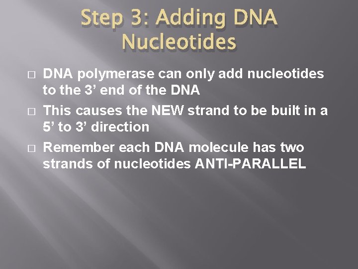 Step 3: Adding DNA Nucleotides � � � DNA polymerase can only add nucleotides
