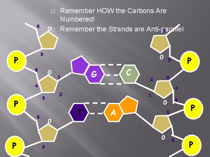 � 5 O� Remember HOW the Carbons Are Numbered! Remember the Strands are Anti-parallel