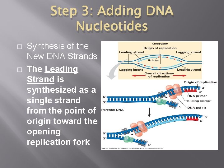 Step 3: Adding DNA Nucleotides � � Synthesis of the New DNA Strands The