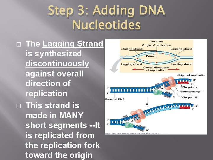 Step 3: Adding DNA Nucleotides � � The Lagging Strand is synthesized discontinuously against