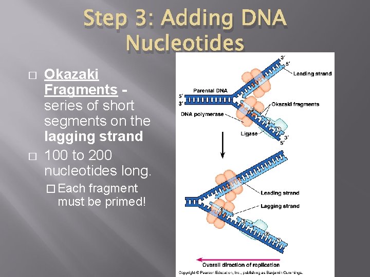 Step 3: Adding DNA Nucleotides � � Okazaki Fragments - series of short segments