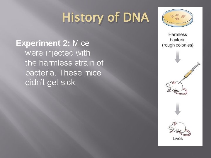 History of DNA Experiment 2: Mice were injected with the harmless strain of bacteria.