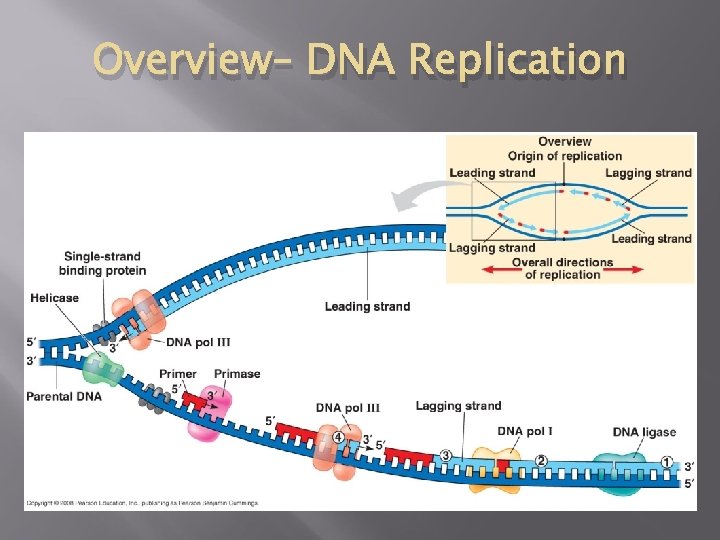 Overview– DNA Replication 