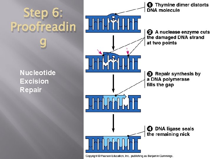 Step 6: Proofreadin g Nucleotide Excision Repair 