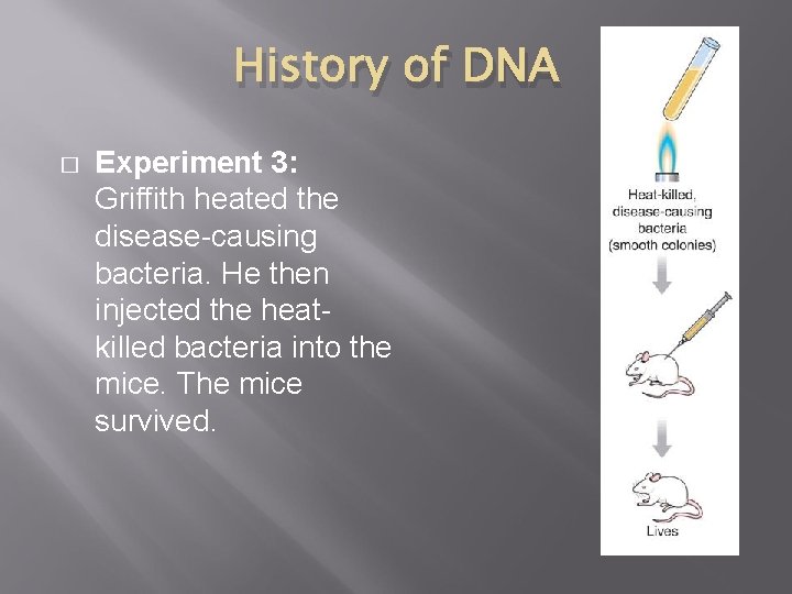 History of DNA � Experiment 3: Griffith heated the disease-causing bacteria. He then injected