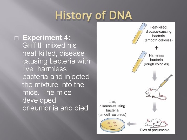 History of DNA � Experiment 4: Griffith mixed his heat-killed, diseasecausing bacteria with live,