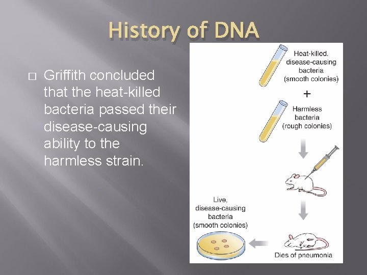 History of DNA � Griffith concluded that the heat-killed bacteria passed their disease-causing ability