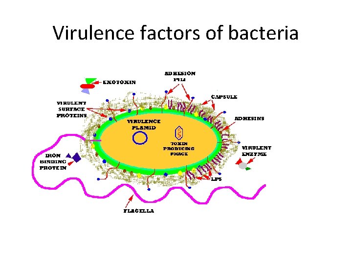 Virulence factors of bacteria 