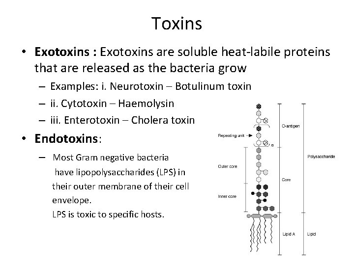 Toxins • Exotoxins : Exotoxins are soluble heat-labile proteins that are released as the