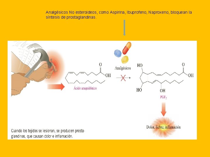 Analgésicos No esteroideos, como Aspirina, Ibuprofeno, Naproxeno, bloquean la síntesis de prostaglandinas. 