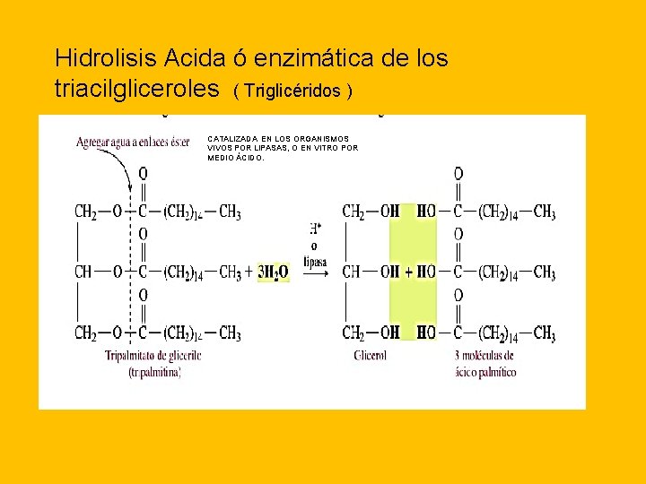 Hidrolisis Acida ó enzimática de los triacilgliceroles ( Triglicéridos ) CATALIZADA EN LOS ORGANISMOS