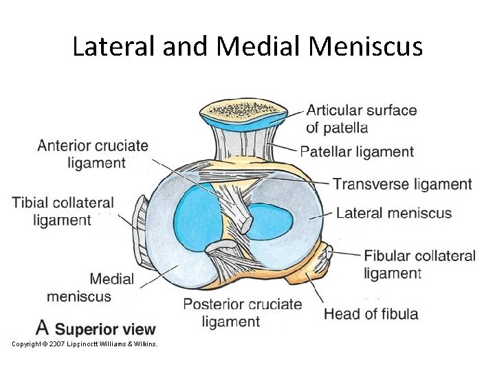 Lateral and Medial Meniscus 
