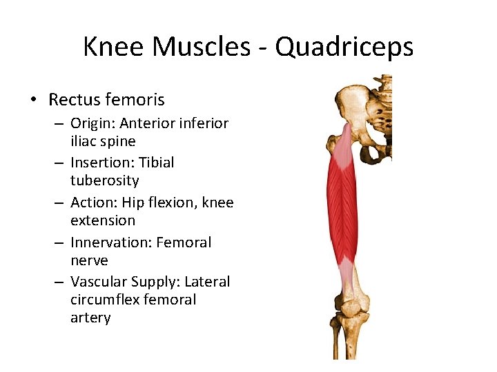 Knee Muscles - Quadriceps • Rectus femoris – Origin: Anterior inferior iliac spine –