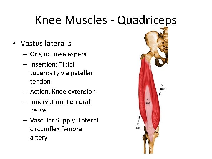 Knee Muscles - Quadriceps • Vastus lateralis – Origin: Linea aspera – Insertion: Tibial