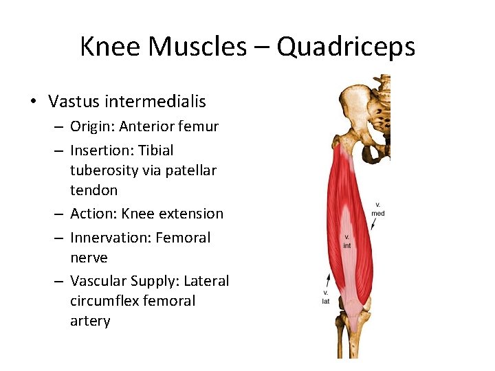 Knee Muscles – Quadriceps • Vastus intermedialis – Origin: Anterior femur – Insertion: Tibial